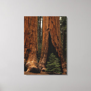 Redwood-träd, Sequoia nationalpark. Canvastryck