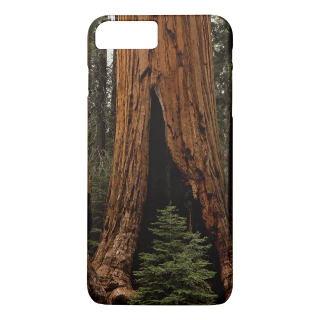 Redwood-träd, Sequoia nationalpark. Case-Mate iPhone Skal (Baksida)