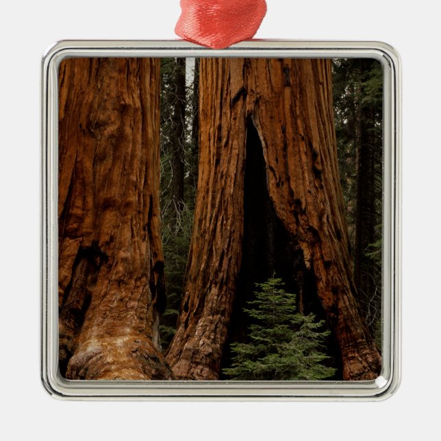 Redwood-träd, Sequoia nationalpark. Julgransprydnad Metall (Framsidan)