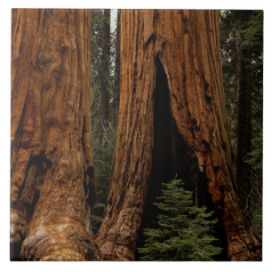 Redwood-träd, Sequoia nationalpark. Kakelplatta