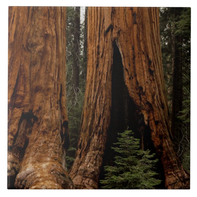 Redwood-träd, Sequoia nationalpark. Kakelplatta (Framsidan)