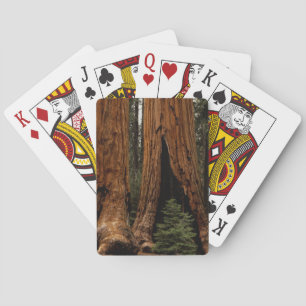Redwood-träd, Sequoia nationalpark. Kortlek