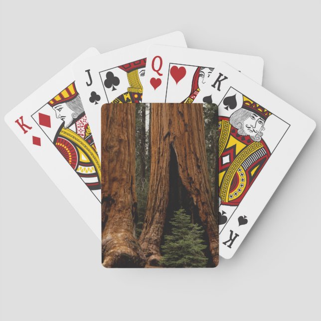Redwood-träd, Sequoia nationalpark. Kortlek (Baksidan)