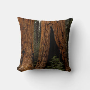 Redwood-träd, Sequoia nationalpark. Kudde
