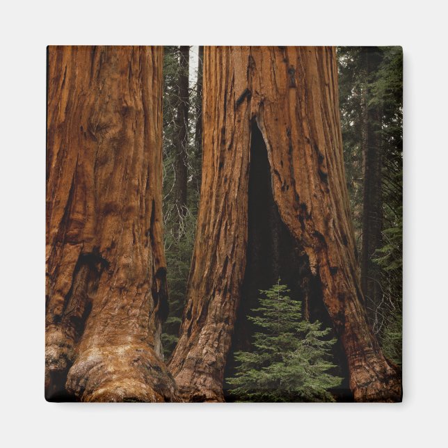 Redwood-träd, Sequoia nationalpark. Magnet (Framsidan)