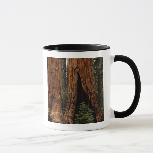 Redwood-träd, Sequoia nationalpark. Mugg (Höger)
