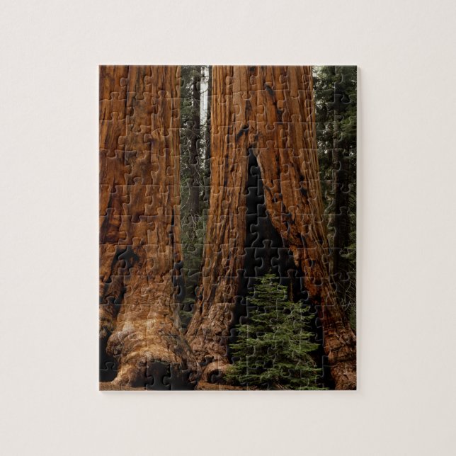 Redwood-träd, Sequoia nationalpark. Pussel (Vertikal)