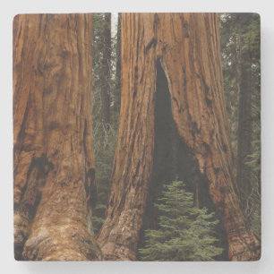 Redwood-träd, Sequoia nationalpark. Stenunderlägg