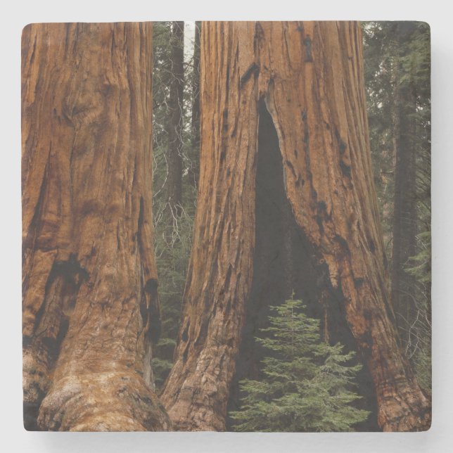 Redwood-träd, Sequoia nationalpark. Stenunderlägg (Framsidan)