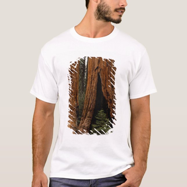 Redwood-träd, Sequoia nationalpark. T-shirt (Framsida)