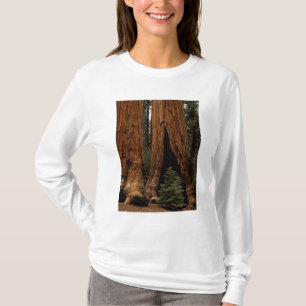 Redwood-träd, Sequoia nationalpark. Tee Shirt