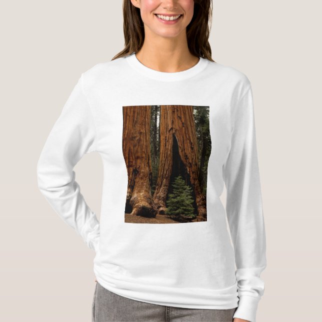 Redwood-träd, Sequoia nationalpark. Tee Shirt (Framsida)