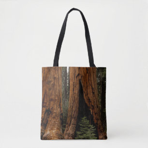 Redwood-träd, Sequoia nationalpark Tygkasse