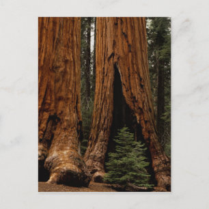 Redwood-träd, Sequoia nationalpark. Vykort