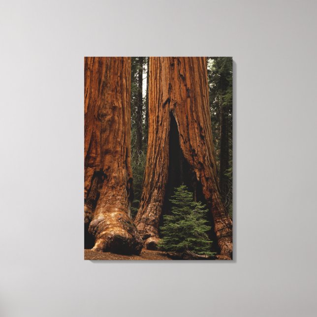 Redwood Träd, Sequoias nationalpark. Canvastryck (Framsida)