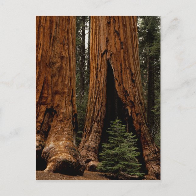 Redwood Träd, Sequoias nationalpark. Vykort (Framsida)