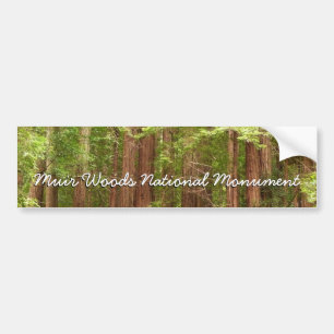 Redwood Träd vid Muir Skogen nationalmonument Bildekal