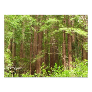 Redwood Träd vid Muir Skogen nationalmonument Fototryck