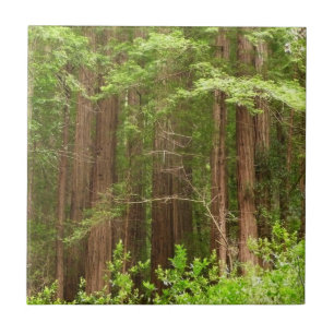 Redwood Träd vid Muir Skogen nationalmonument Kakelplatta