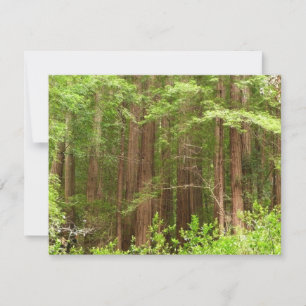 Redwood Träd vid Muir Skogen nationalmonument Kort