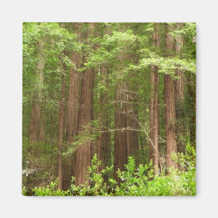 Redwood Träd vid Muir Skogen nationalmonument Magnet