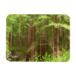 Redwood Träd vid Muir Skogen nationalmonument Magnet