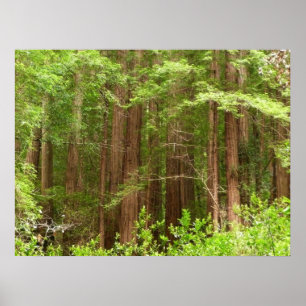 Redwood Träd vid Muir Skogen nationalmonument Poster