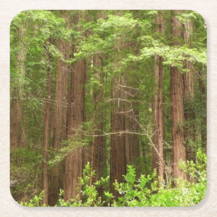 Redwood Träd vid Muir Skogen nationalmonument Underlägg Papper Kvadrat