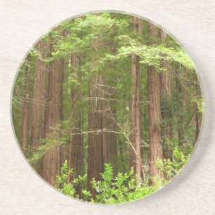 Redwood Träd vid Muir Skogen nationalmonument Underlägg Sandsten