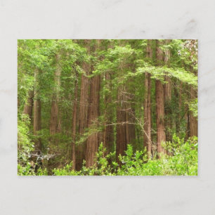 Redwood Träd vid Muir Skogen nationalmonument Vykort