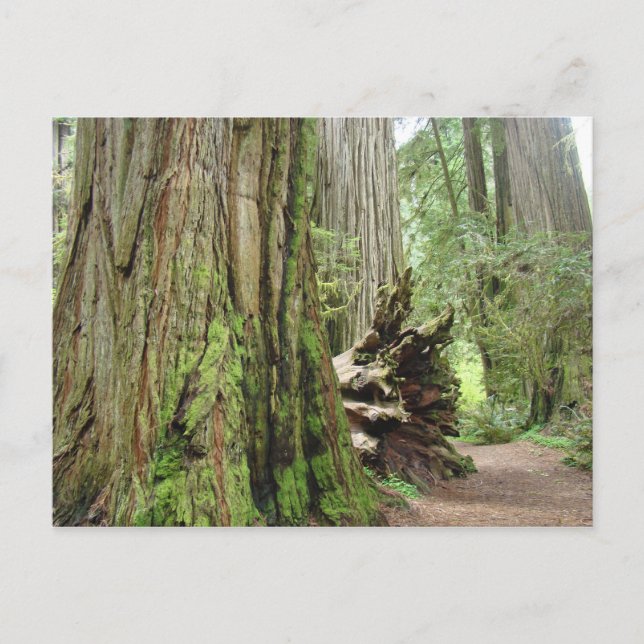Redwood Träd vykort Big California Redwood (Framsida)