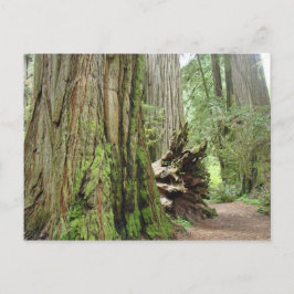 Redwood-trädkort Stora Kalifornien Redwoods Vykort