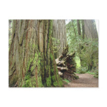 Redwood-trädkort Stora Kalifornien Redwoods