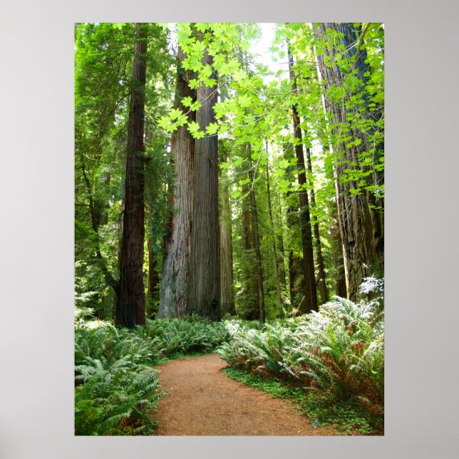 Redwood Trail Poster (Framsidan)
