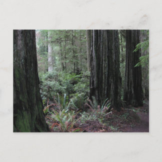 Redwood Vykort