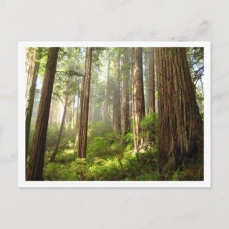Redwood Vykort