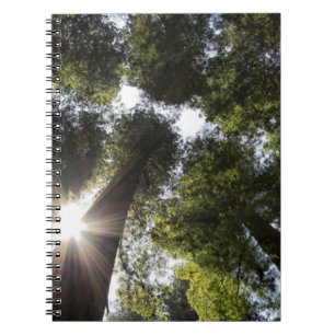 Redwoods, Humboldt Redwoods State Park Anteckningsbok