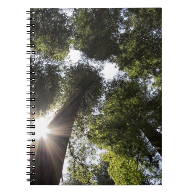 Redwoods, Humboldt Redwoods State Park Anteckningsbok (Framsidan)