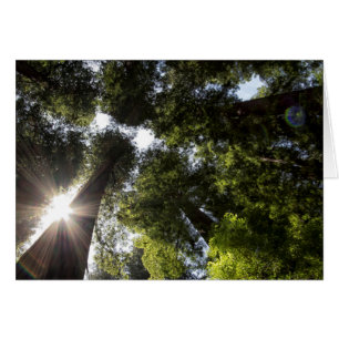 Redwoods, Humboldt Redwoods State Park Hälsningskort