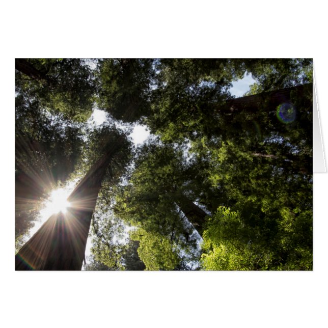 Redwoods, Humboldt Redwoods State Park Hälsningskort (Framsidan Horizontal)
