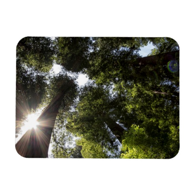 Redwoods, Humboldt Redwoods State Park Magnet (Horisontell)