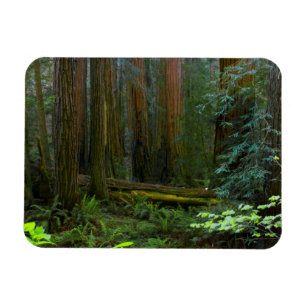 Redwoods i Muir Woods National Park Magnet