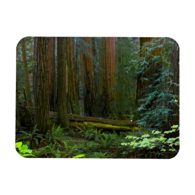 Redwoods i Muir Woods National Park Magnet (Horisontell)