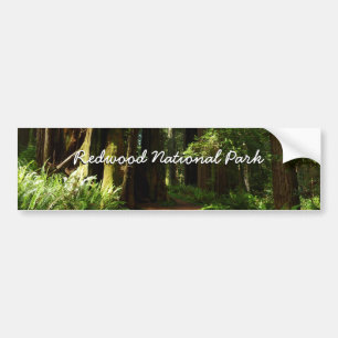 Redwoods och ormbunkar i Redwood National Park Bildekal