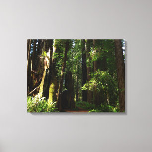 Redwoods och ormbunkar i Redwood National Park Canvastryck