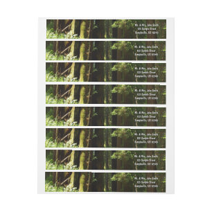 Redwoods och ormbunkar i Redwood National Park Etikettband
