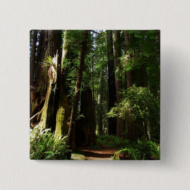 Redwoods och ormbunkar i Redwood National Park Knapp (Framsida)