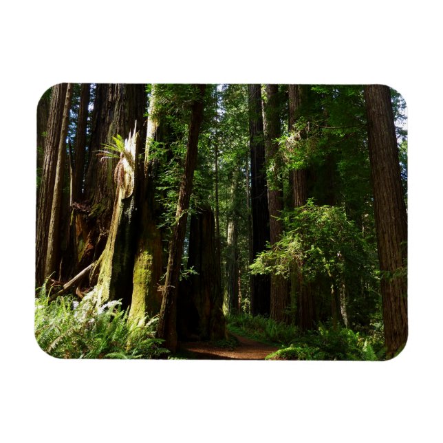 Redwoods och ormbunkar i Redwood National Park Magnet (Horisontell)