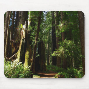Redwoods och ormbunkar i Redwood National Park Musmatta