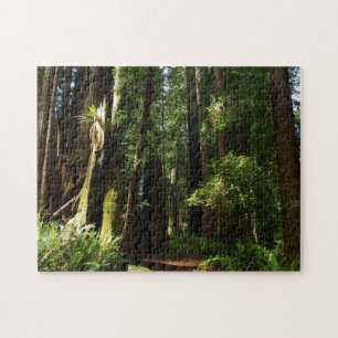Redwoods och ormbunkar i Redwood National Park Pussel